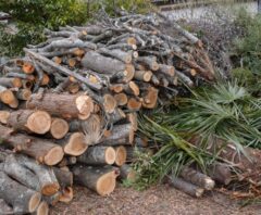 伐採後に積み上げられた丸太の山