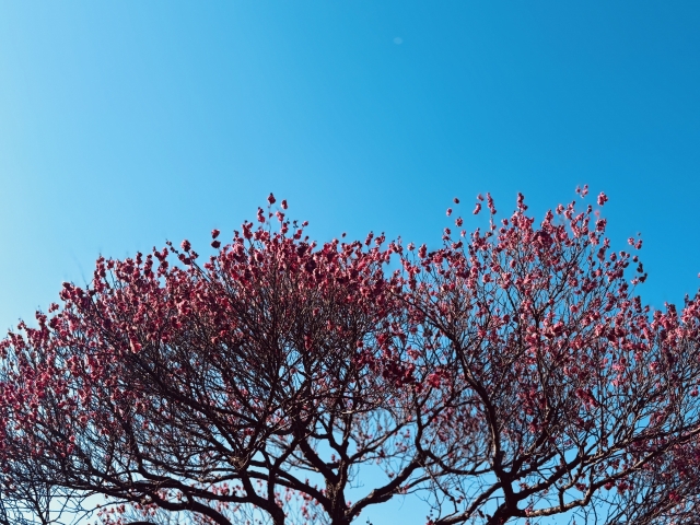 青空の下で満開に咲く紅梅の木の枝先