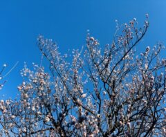 満開の梅の木と青空