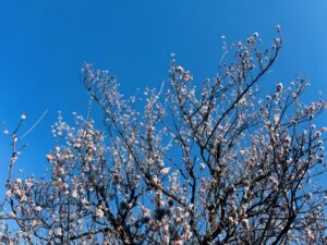 満開の梅の木と青空