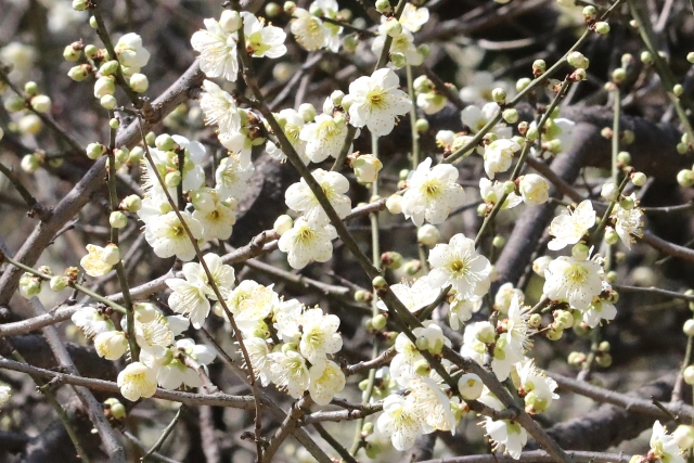 梅の花びらのクローズアップ
