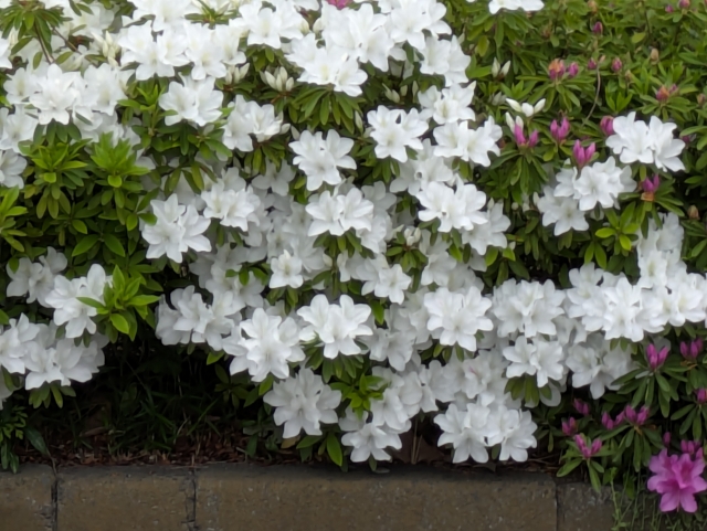 白いツツジの花が咲く庭木