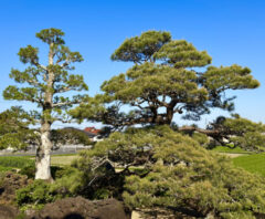 庭の木を切ると不幸になる