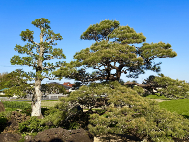 庭の木を切ると不幸になると言われる4つの理由！対処法や放置するリスクも解説