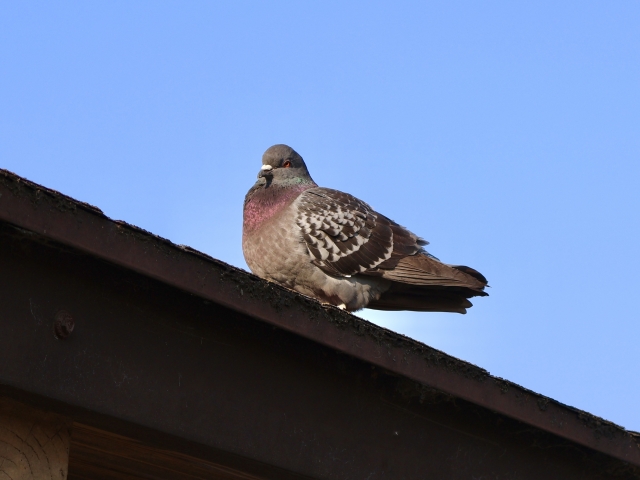 鳩110番の口コミ・評判は？駆除料金やサービス詳細も徹底解説