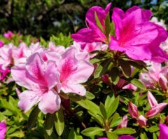鮮やかなピンク色のツツジの花が咲いている様子