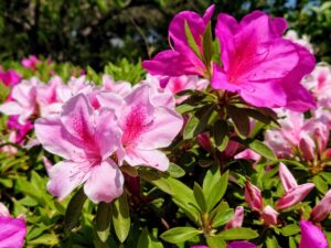 鮮やかなピンク色のツツジの花が咲いている様子
