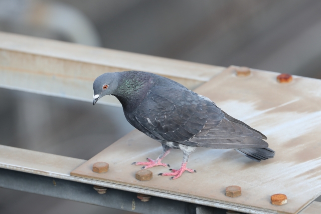 鳩110番