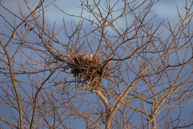鳥の巣の駆除料金を調整中