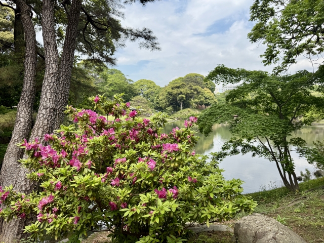 庭園に咲くピンクのツツジと整えられた植え込み