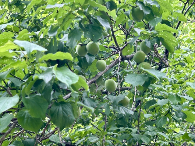 葉が茂った梅の枝と剪定前の様子