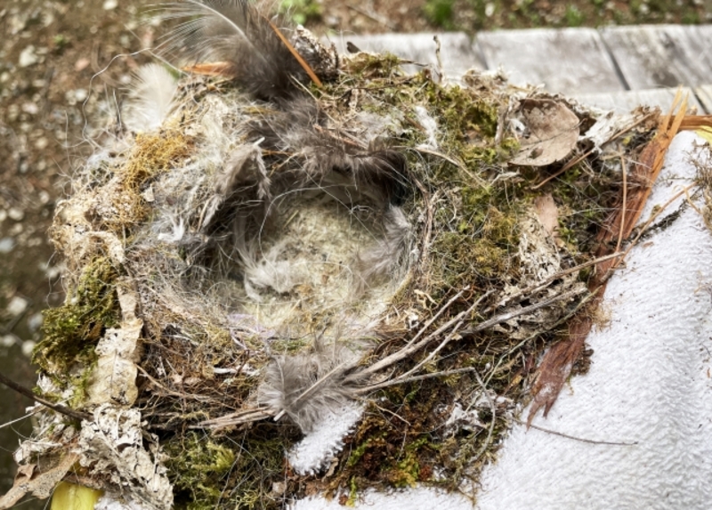 鳥の巣の駆除料金をチェック中