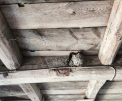 鳥の巣の駆除料金
