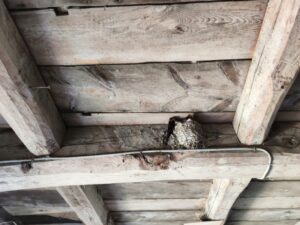 鳥の巣の駆除料金