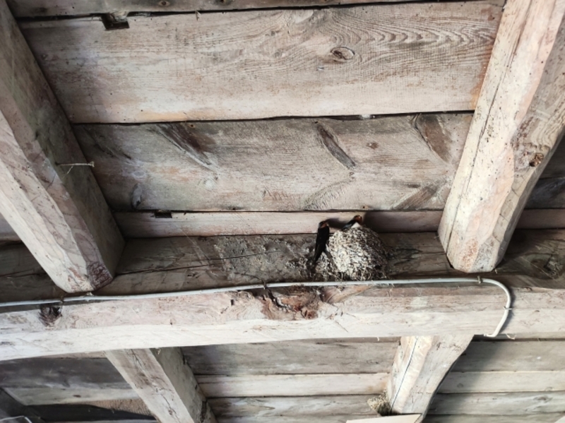 鳥の巣の駆除費用相場を種類別に紹介！安く抑えるポイント・撤去後の害鳥対策も