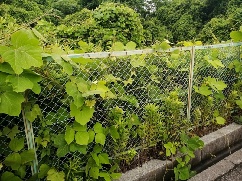 空き家の草刈りをしている