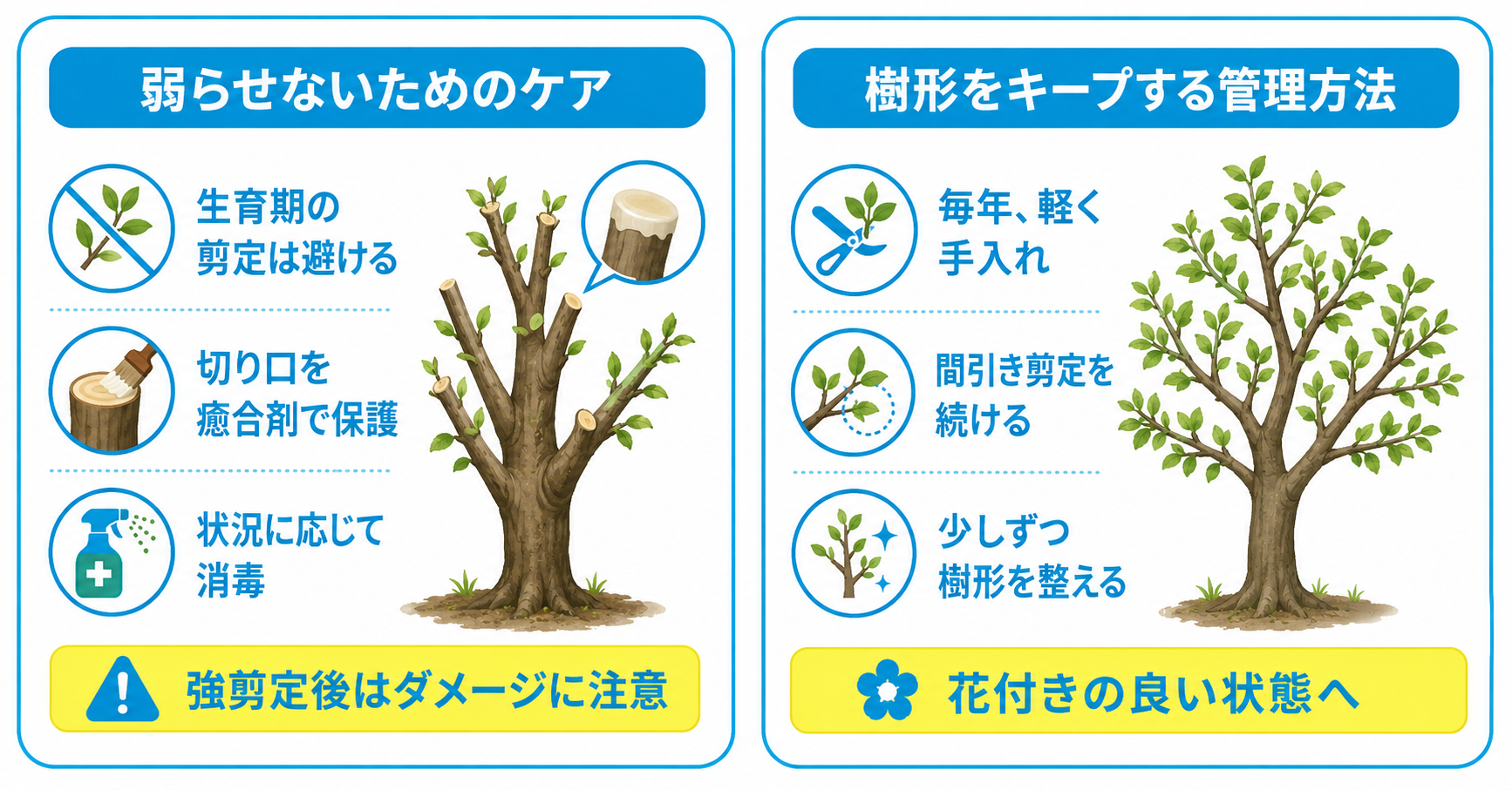 梅のバッサリ剪定後の適切なお手入れ