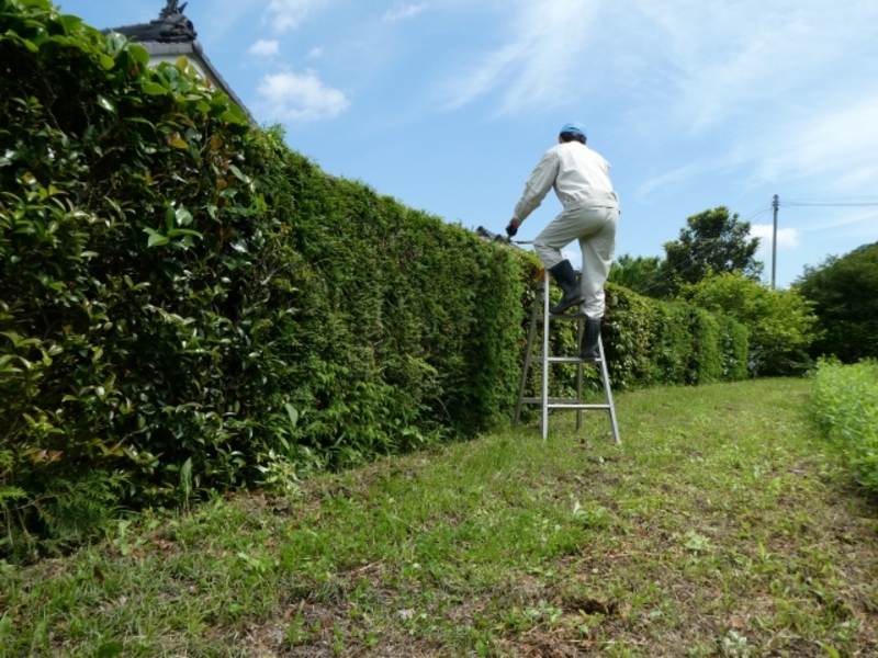 庭木の剪定をどこに頼むか審査中