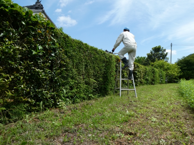 長い生垣を電動バリカンで剪定する作業風景