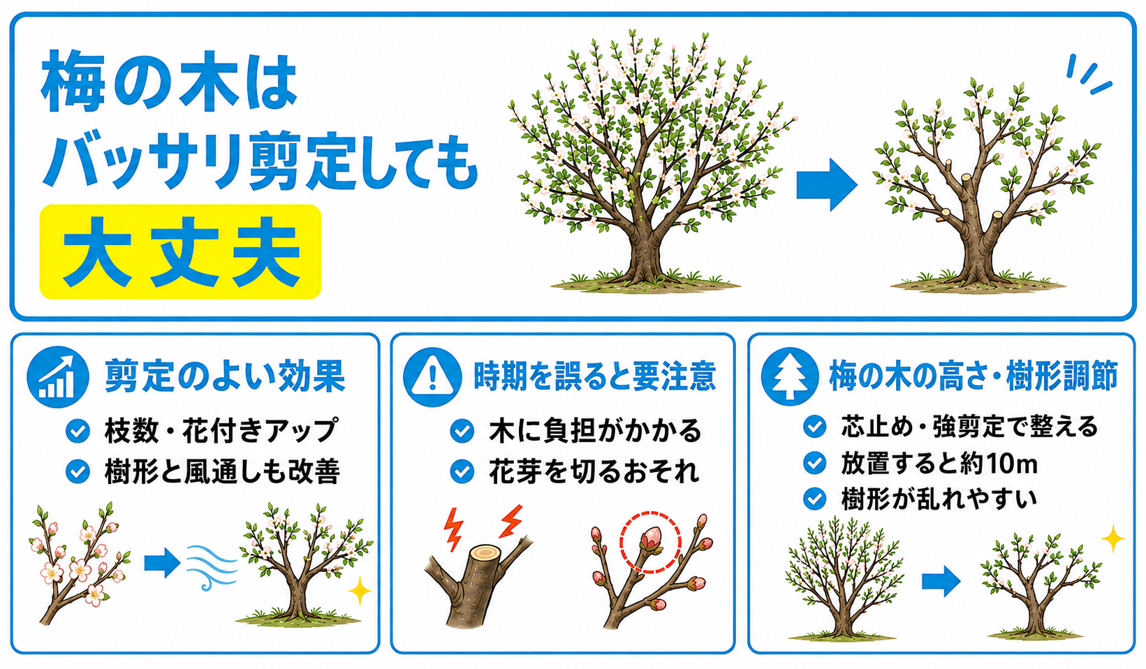 梅の剪定バッサリ