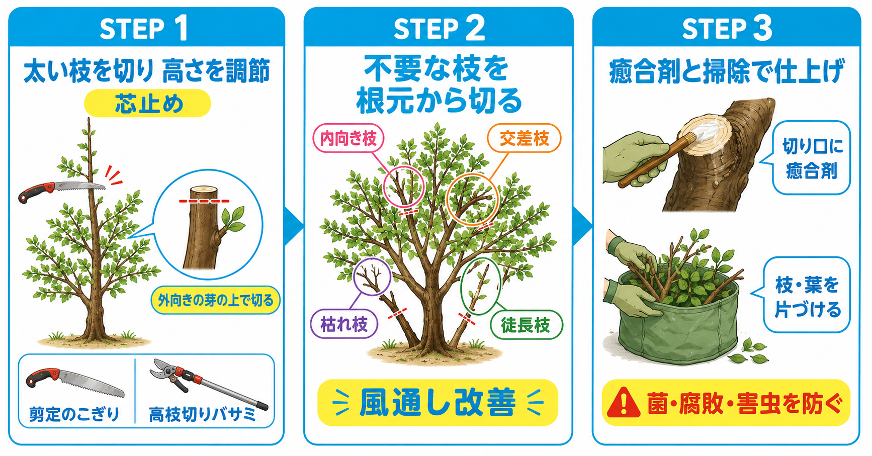 梅をバッサリ剪定する方法