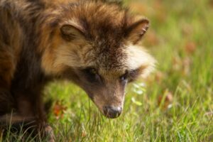 捕獲に関する法律を調べている、対象のたぬき
