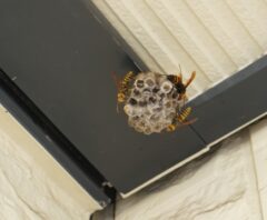 玄関に蜂がいて入れない状況になっている、玄関部分の天井