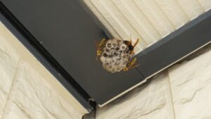 玄関に蜂がいて入れない状況になっている、玄関部分の天井