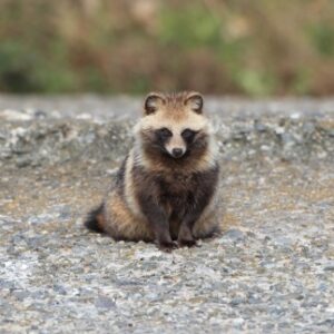 タヌキ駆除