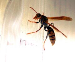 対処法を調べている部屋に入ってきた蜂