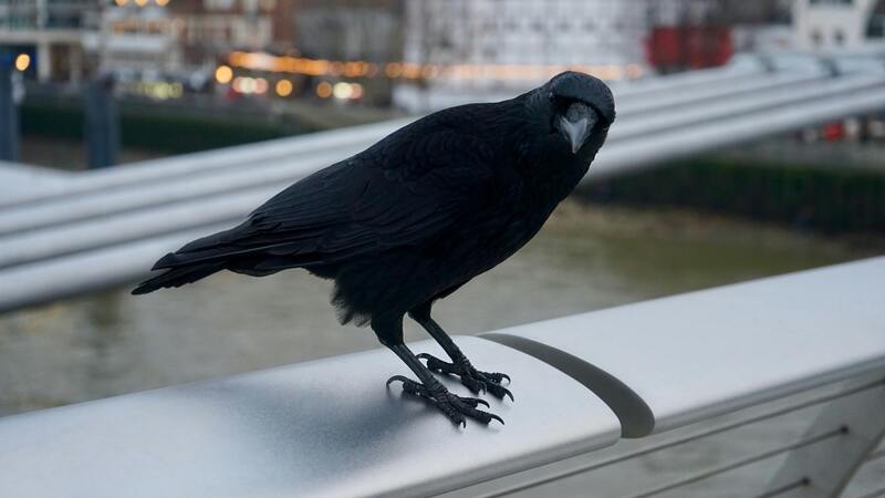 鳥獣保護管理法の線引