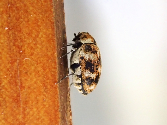 大量発生が疑われるカツオブシムシ