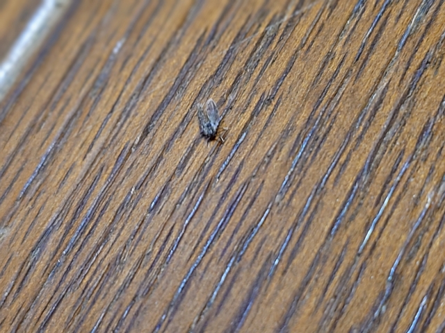 家の中で大量発生している小さい虫