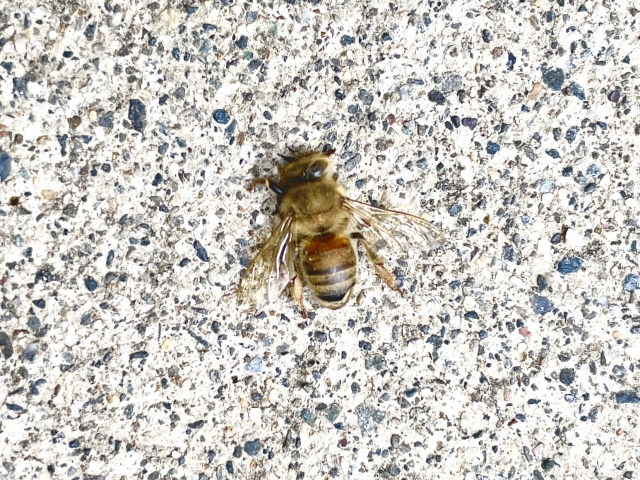 換気扇から入ってきた蜂