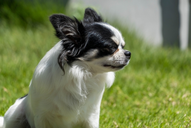 デメリットを考慮しつつ人工芝を敷いたベランダでくつろぐ犬