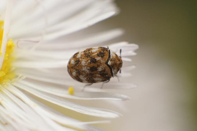 大量発生していた中のカツオブシムシの1匹