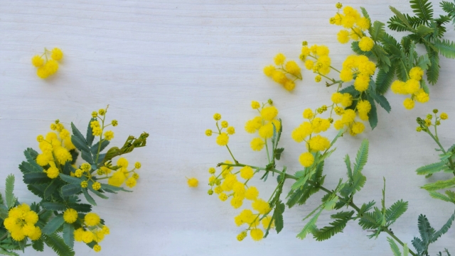 テーブルに置かれた黄色いミモザの花と葉