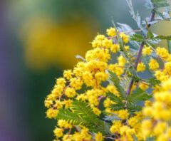 満開の黄色いミモザの花をクローズアップ