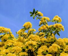 青空の下に咲く黄色のモッコウバラの花