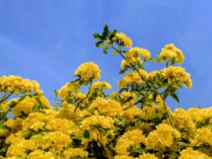 青空の下に咲く黄色のモッコウバラの花