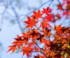 青空を背景に赤く色づいたもみじの枝