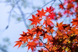 青空を背景に赤く色づいたもみじの枝