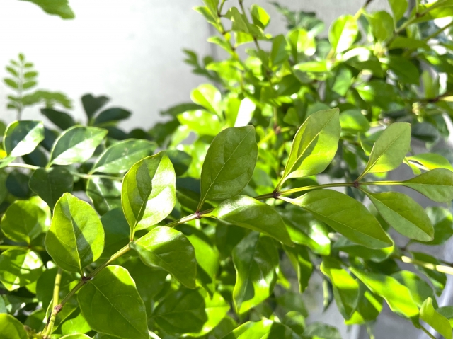 葉が青々と茂るシマトネリコの枝