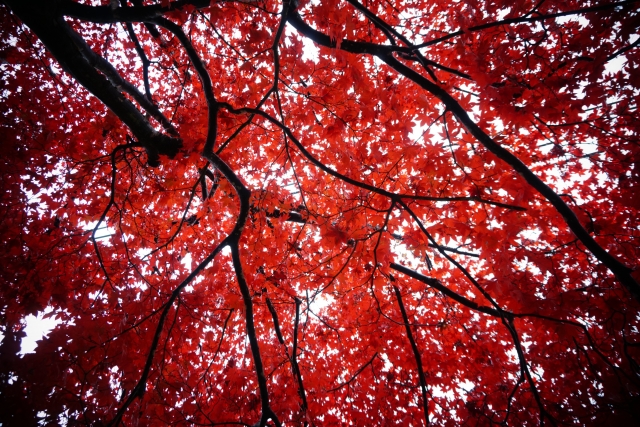 雨に濡れた赤いもみじの葉