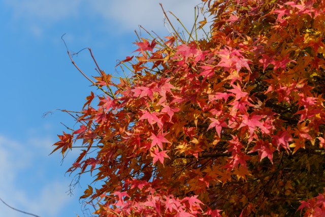 青空に映える11月の紅葉