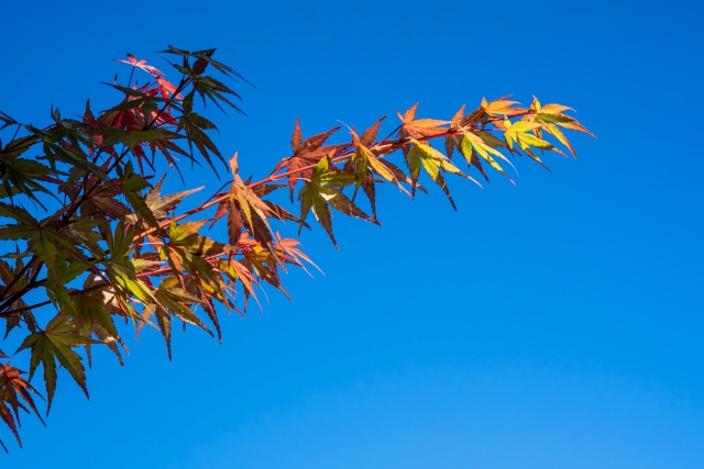 青空を背景に紅葉したもみじの枝が伸びている様子