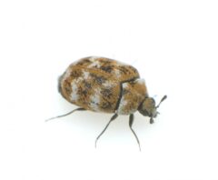 大量発生しているカツオブシムシ