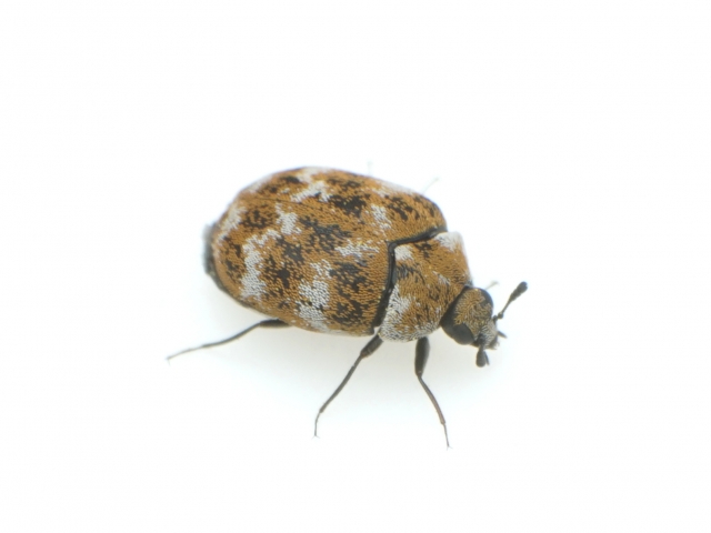 カツオブシムシが大量発生！原因と駆除方法を詳しく解説！