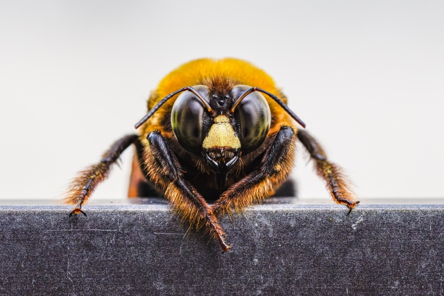 家の中に蜂が入ってきて怖い!安全に追い出す方法とNG行為を完全解説!