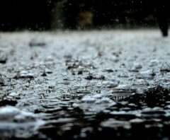 梅雨のゴキブリ